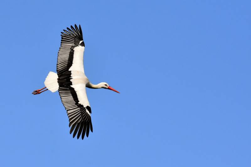 cigogne