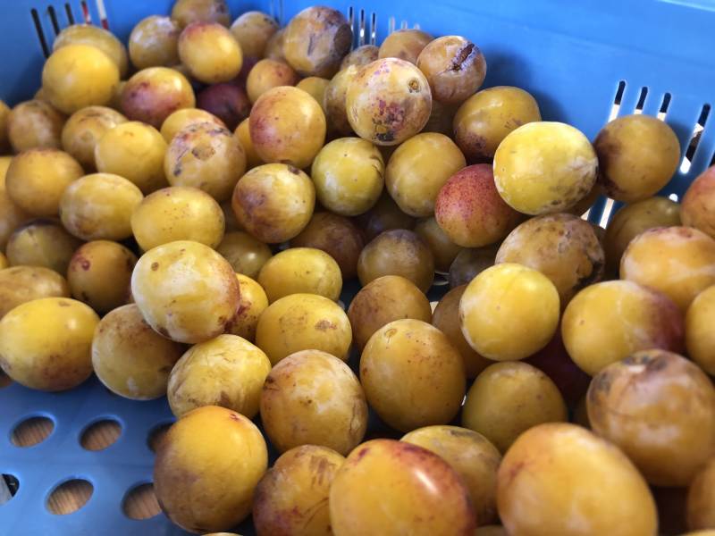 Mirabelles