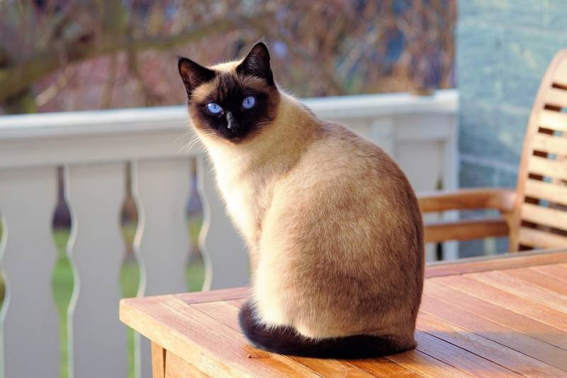 journee-mondiale-du-chat-vosges-800x533