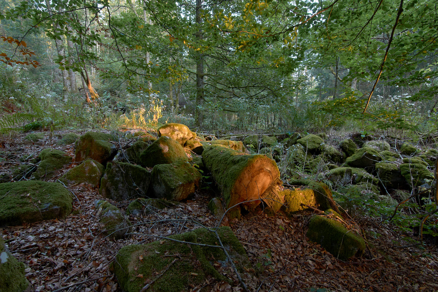 Forêt menacée du Péchin_1