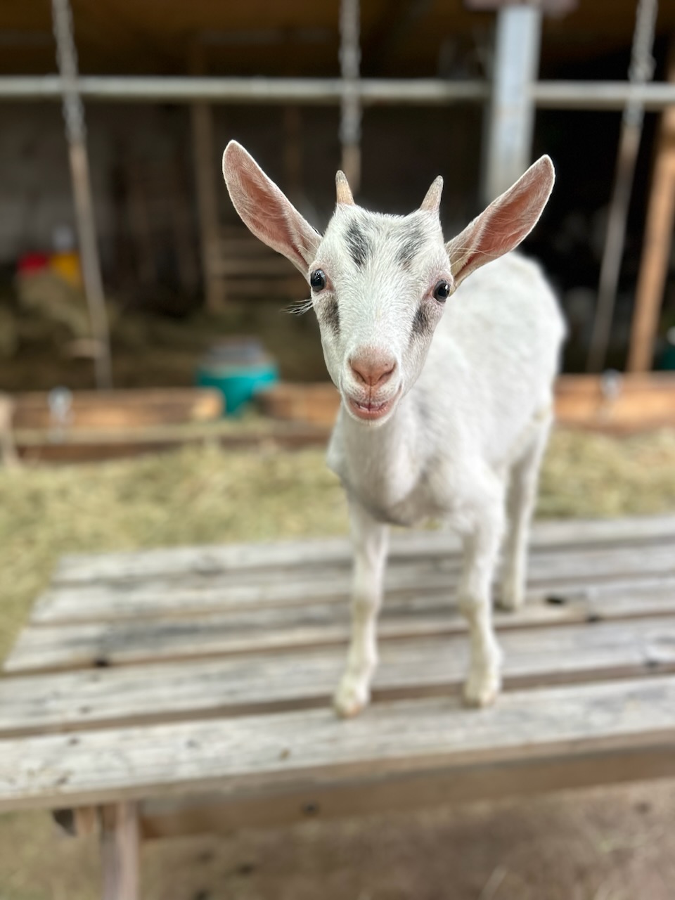 ferme des plombes chèvre biquette (2)