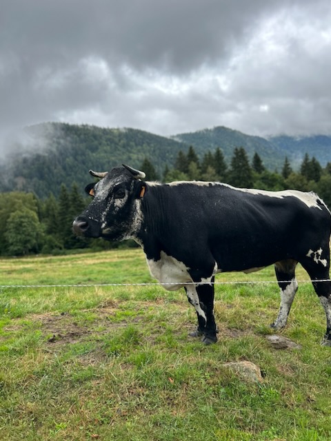 ferme des plombes vache (1)